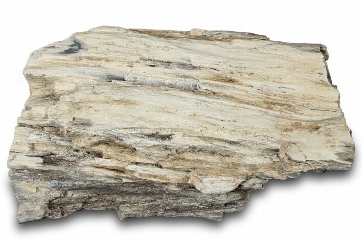 Petrified Wood Section with Sparkling Quartz - Arizona #305386